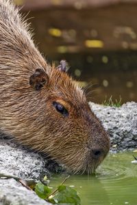 Preview wallpaper capybara, animal, stones, water, leaves