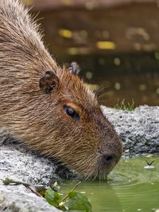 Preview wallpaper capybara, animal, stones, water, leaves