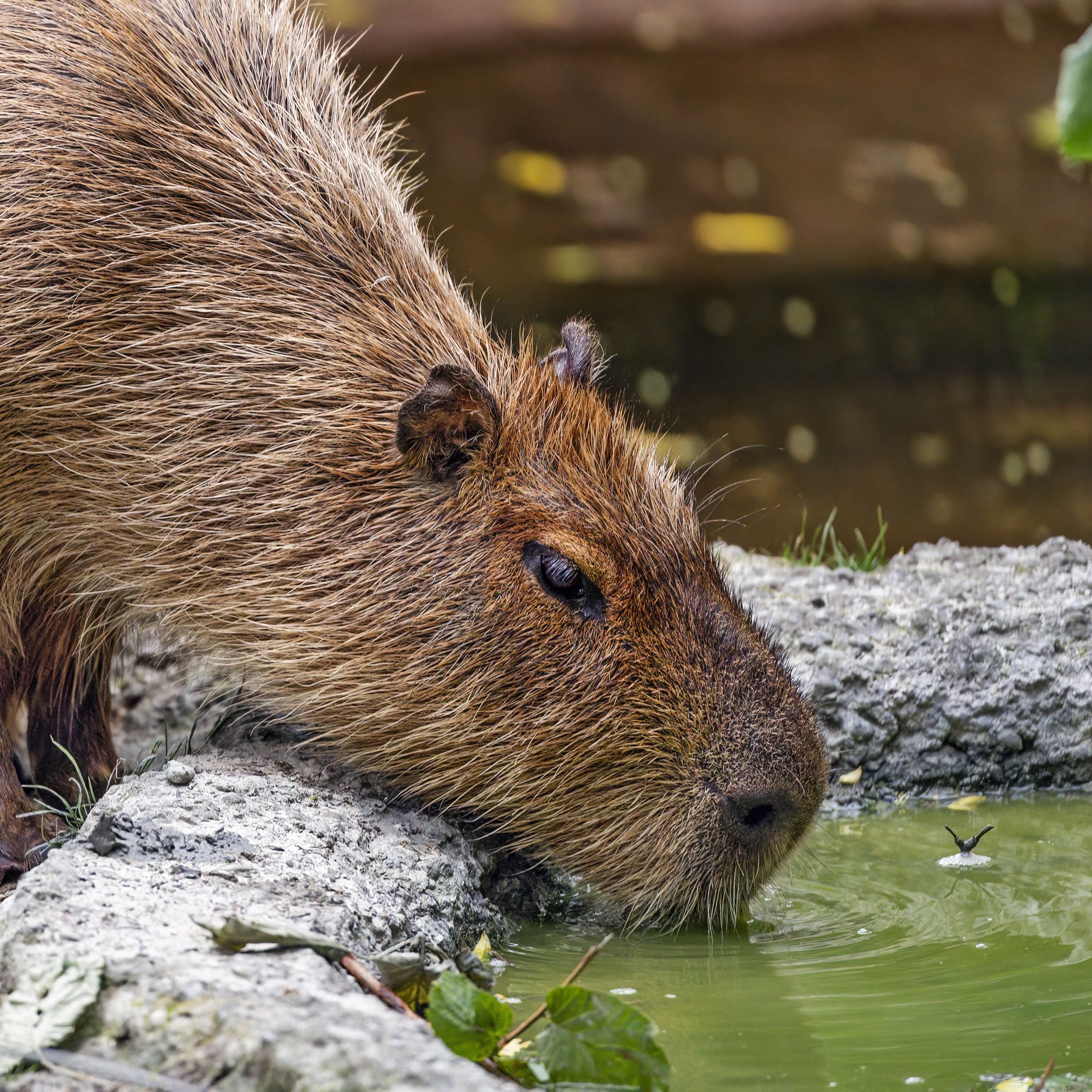 Capybara Wallpapers For Ipad