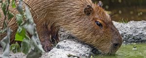 Preview wallpaper capybara, animal, stones, water, leaves