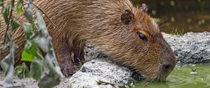 Preview wallpaper capybara, animal, stones, water, leaves