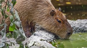 Preview wallpaper capybara, animal, stones, water, leaves