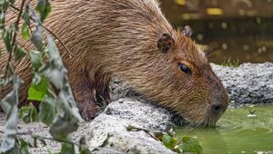 Preview wallpaper capybara, animal, stones, water, leaves