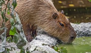 Preview wallpaper capybara, animal, stones, water, leaves