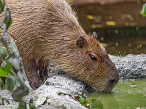 Preview wallpaper capybara, animal, stones, water, leaves