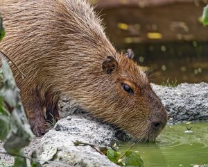 Preview wallpaper capybara, animal, stones, water, leaves