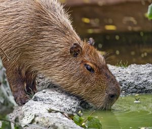 Preview wallpaper capybara, animal, stones, water, leaves