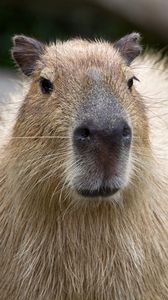 Preview wallpaper capybara, muzzle, nose