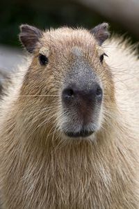 Preview wallpaper capybara, muzzle, nose