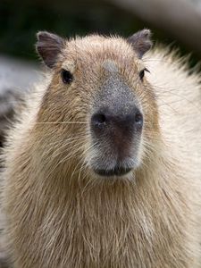 Preview wallpaper capybara, muzzle, nose