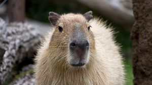 Preview wallpaper capybara, muzzle, nose