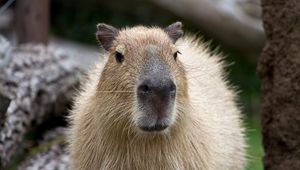 Preview wallpaper capybara, muzzle, nose