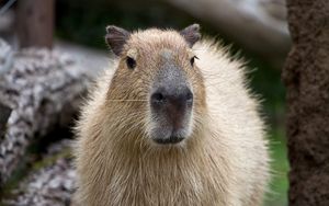 Preview wallpaper capybara, muzzle, nose