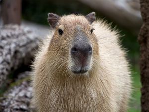 Preview wallpaper capybara, muzzle, nose