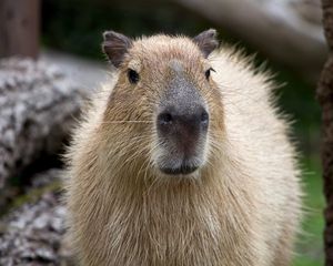 Preview wallpaper capybara, muzzle, nose