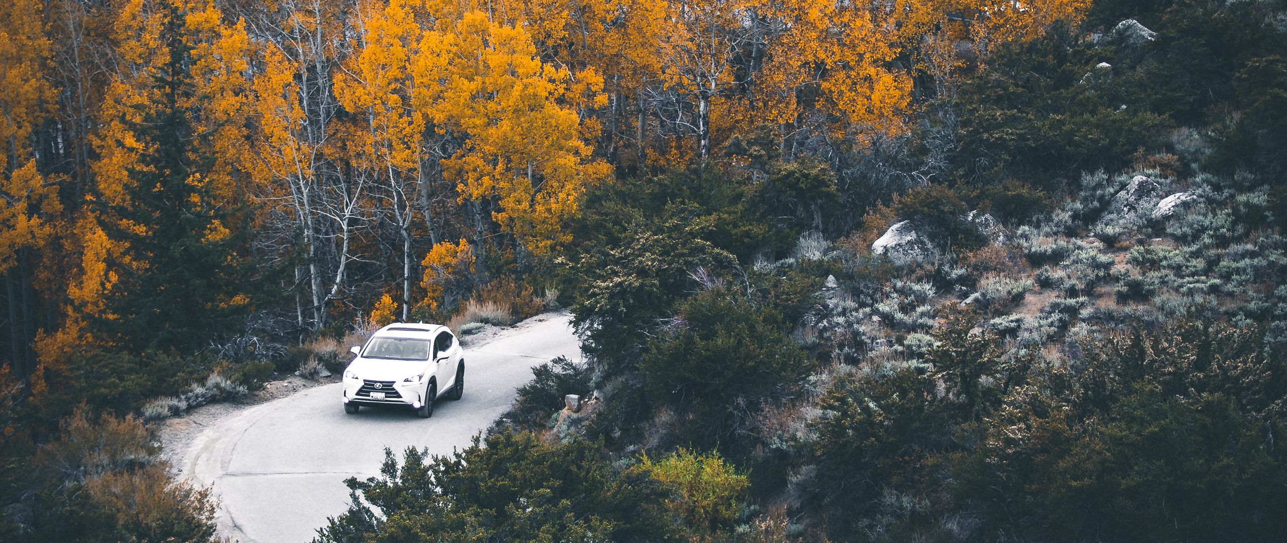 Download wallpaper 2560x1080 car, forest, road, turn, autumn dual wide