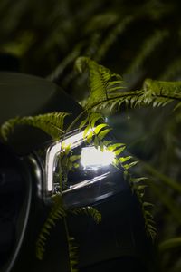 Preview wallpaper car, headlight, fern, light, leaves