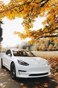 Preview wallpaper car, sports car, white, autumn