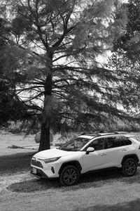 Preview wallpaper car, white, suv, tree, bw