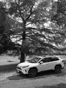 Preview wallpaper car, white, suv, tree, bw