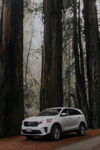 Preview wallpaper car, white, suv, side view, road, trees