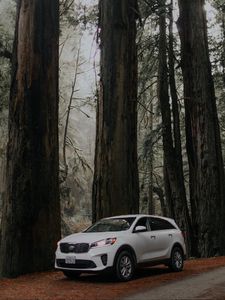 Preview wallpaper car, white, suv, side view, road, trees