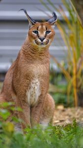 Preview wallpaper caracal, big cat, animal, wild, predator