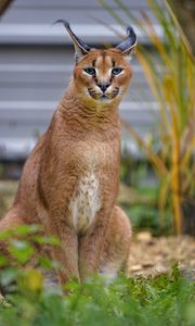 Preview wallpaper caracal, big cat, animal, wild, predator