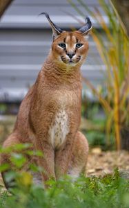 Preview wallpaper caracal, big cat, animal, wild, predator