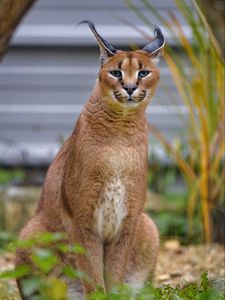 Preview wallpaper caracal, big cat, animal, wild, predator