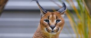 Preview wallpaper caracal, big cat, animal, wild, predator