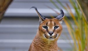 Preview wallpaper caracal, big cat, animal, wild, predator