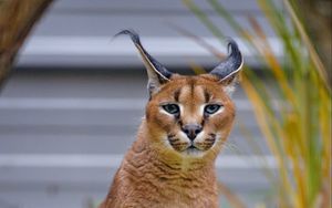 Preview wallpaper caracal, big cat, animal, wild, predator