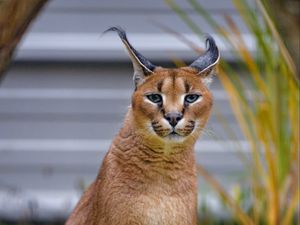 Preview wallpaper caracal, big cat, animal, wild, predator