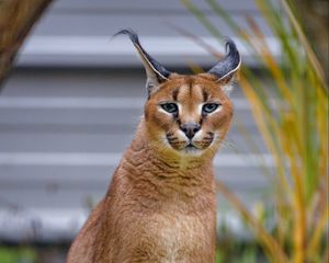 Preview wallpaper caracal, big cat, animal, wild, predator