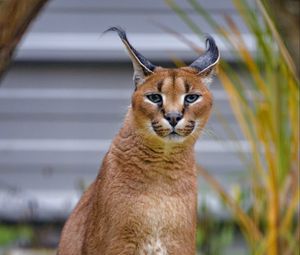 Preview wallpaper caracal, big cat, animal, wild, predator