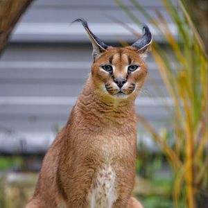 Preview wallpaper caracal, big cat, animal, wild, predator