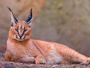 Preview wallpaper caracal, big cat, lay