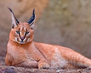 Preview wallpaper caracal, big cat, lay