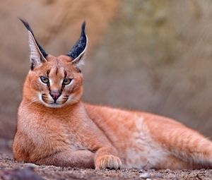 Preview wallpaper caracal, big cat, lay