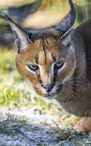 Preview wallpaper caracal, cat, wild, animal