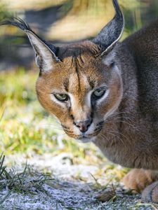 Preview wallpaper caracal, cat, wild, animal