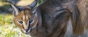 Preview wallpaper caracal, cat, wild, animal