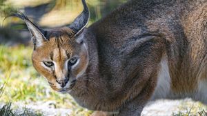Preview wallpaper caracal, cat, wild, animal