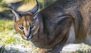 Preview wallpaper caracal, cat, wild, animal