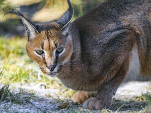 Preview wallpaper caracal, cat, wild, animal