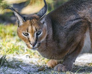 Preview wallpaper caracal, cat, wild, animal