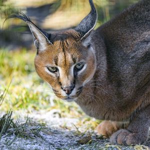 Preview wallpaper caracal, cat, wild, animal