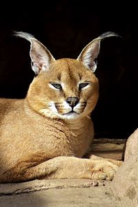 Preview wallpaper caracal, down, stones, branches