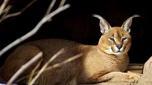 Preview wallpaper caracal, down, stones, branches